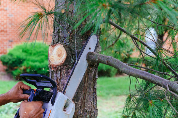 How Our Tree Care Process Works  in  Siena College, NY